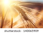 golden ears of wheat on the...