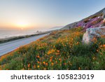 wild flowers and california...