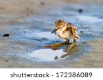 Small photo of Black-Winged Stilt chick expecting its progenitors' return