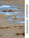 Small photo of Black-Winged Stilt chick expecting its progenitors' return