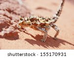 thorny devil found in the...