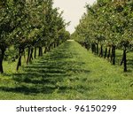 beautiful apple orchard in a...