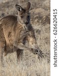 eastern grey kangaroo  macropus ...