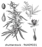 Cannabis Sativa Monograph Pdf Printer