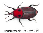 Small photo of Female Red palm weevil, Rhynchophorus ferrugineus, 3 weeks old, in front of white background