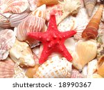a red starfish and seashell