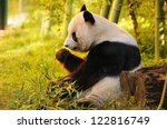 big panda sitting on the forest ...