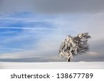 single tree in winter landscape ...