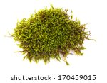 green moss isolated on white...