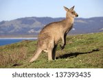 australian grey kangaroo...