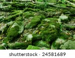 moss covered wet rocks in a...