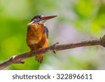 Small photo of Common Kingfisher (Alcedo atthis) on the branch in nature at QM. Bangpu Recreation Center ,Thailand