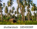 farm. coconut trees. tropics....