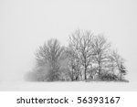 high contrast image of trees in ...