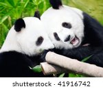 couple of cute giant pandas...