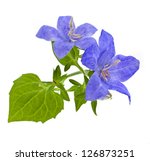 campanula blue flower isolated...