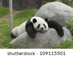 giant panda bear sleeping