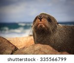 fur seal at the coast   new...