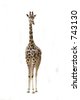 Front View Giraffe