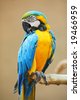 Macaw+parrot+blue