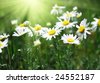 Field+of+daisies+background