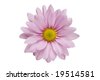 Daisy+flower+white+background