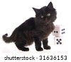 Dingoo A320 - Page 2 Stock-photo-black-maine-coon-kitten-on-white-background-with-two-large-furry-dice-31636153