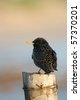 Speckled Starling