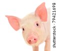 stock photo : Pig who is represented on a white background