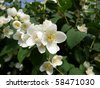 stock photo : White jasmine flowers on a background of green leaves