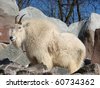 stock photo : White snow goat on a background of rock stones