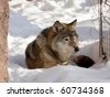 stock photo : Cute gray wolf sits
on the snow ground