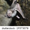 Vampire Bat Hanging