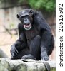 chimpanzee tongue