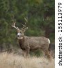 Bowhunting mule deer in colorado