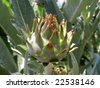 Artichoke+plants+for+sale