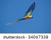 Macaw+parrot+flying
