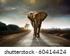stock photo : Single elephant walking in a road with the Sun from behind