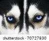 stock photo : Close up on blue eyes of a dog