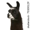 Llama White Background