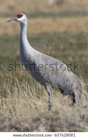 Monte Vista Wildlife Refuge Cranes
