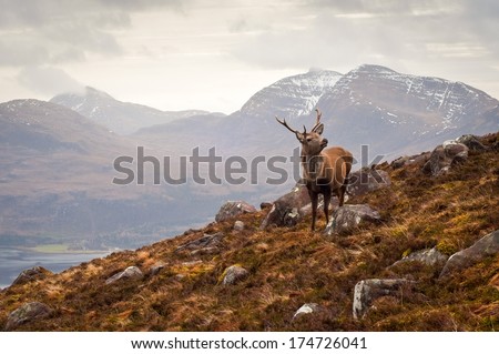Wild stag overlooking Loch Torridon and the dramatic Wester Ross mountain range, Scotland