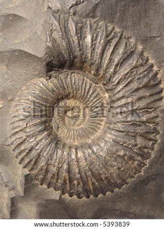 Closeup Ammonite Prehistoric Fossil On Ceramic Stock Photo 59890729 ...