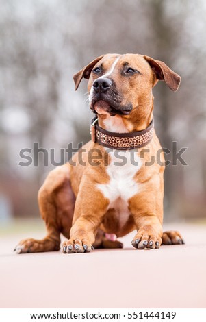 american pitbull terrier rhodesian ridgeback mix american pitbull terrier pitbull apbt stock photo 551444122 american pitbull terrier rhodesian ridgeback mix american pitbull terrier pitbull apbt stock photo 551444122