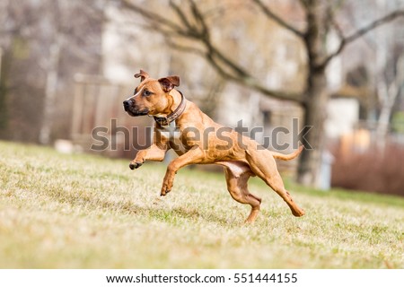 american pitbull terrier rhodesian ridgeback mix pitbull stock images royalty free images u0026 vectors shutterstock american pitbull terrier rhodesian ridgeback mix pitbull stock images royalty free images u0026 vectors shutterstock