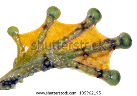 Webbed feet Stock Photos, Images, & Pictures | Shutterstock