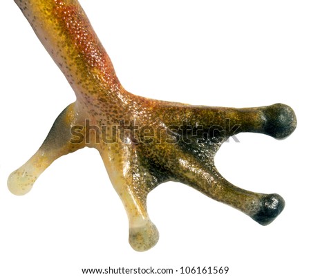 Frog Feet Stock Photos, Images, & Pictures | Shutterstock