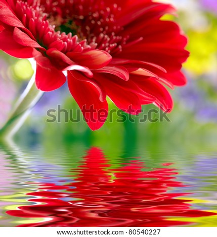 Beautiful Daisy Reflection Water Stock Photos, Images, & Pictures ...