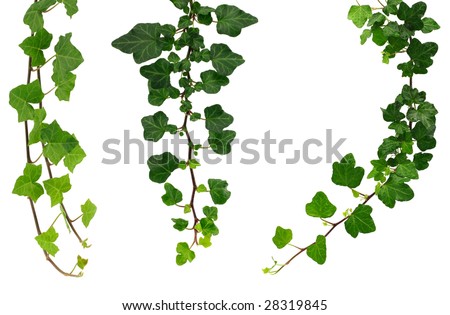 Three kinds of green ivy. - stock photo