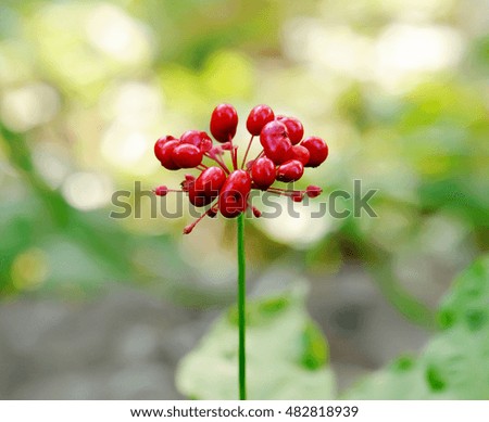 A close up of the most famous medicinal plant ginseng (Panax ginseng).